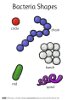 Meet Bacteria printable poster bacteria shapes
